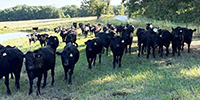 225	Angus Bred Heifers... SW Missouri