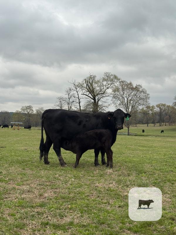 Cattle Range Listing Photo
