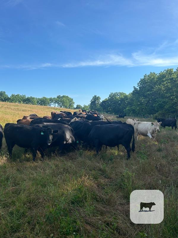 Cattle Range Listing Photo
