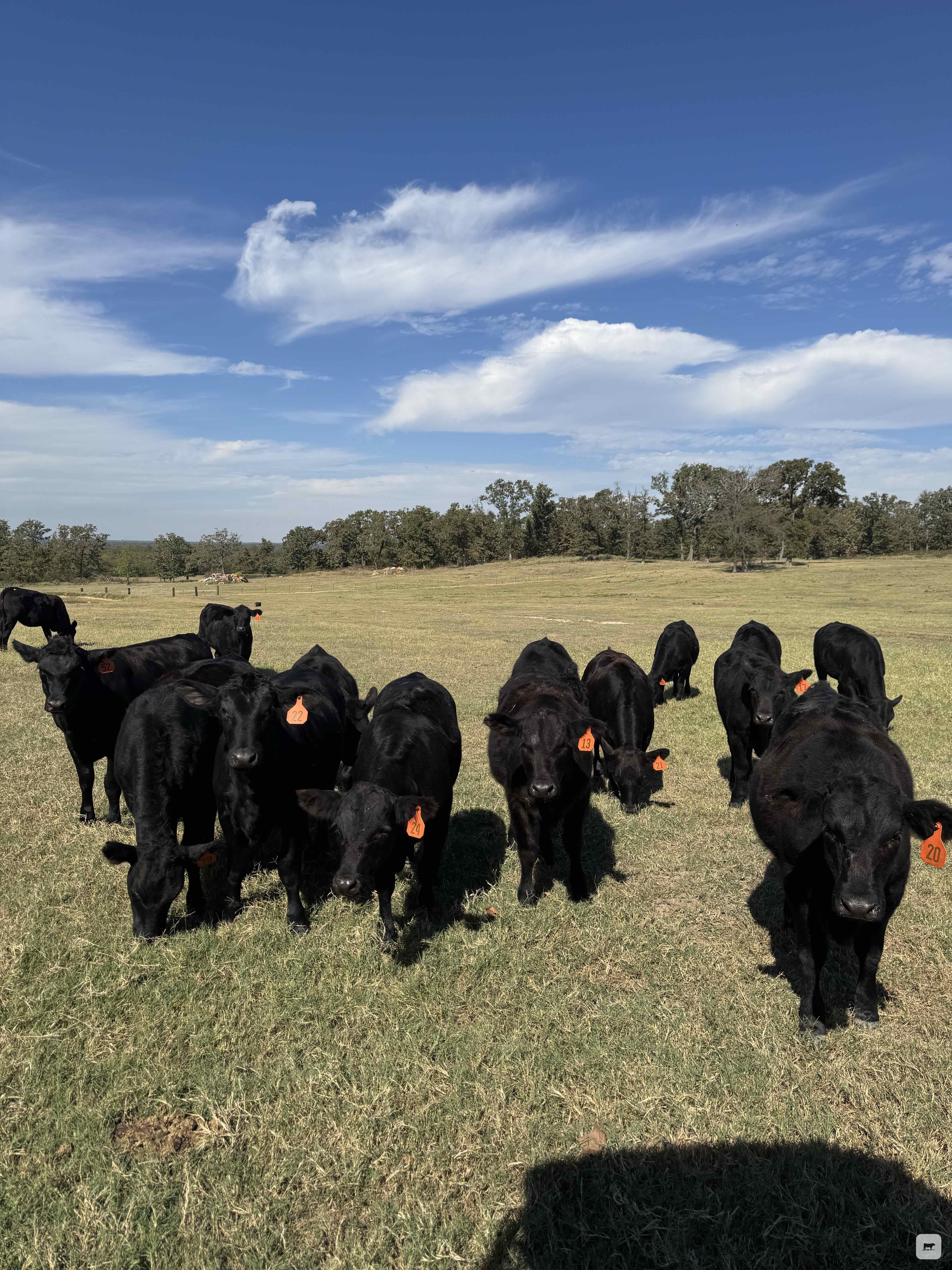 Cattle Range Listing Photo
