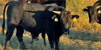 28 Fullblood Wagyu Stocker Calves... South TX