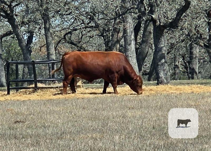 Cattle Range Listing Photo