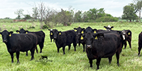 17 Angus & BWF Cows... Southwest MO