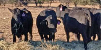 15 Brangus Bred Heifers w/ 7+ Calves... Central TX