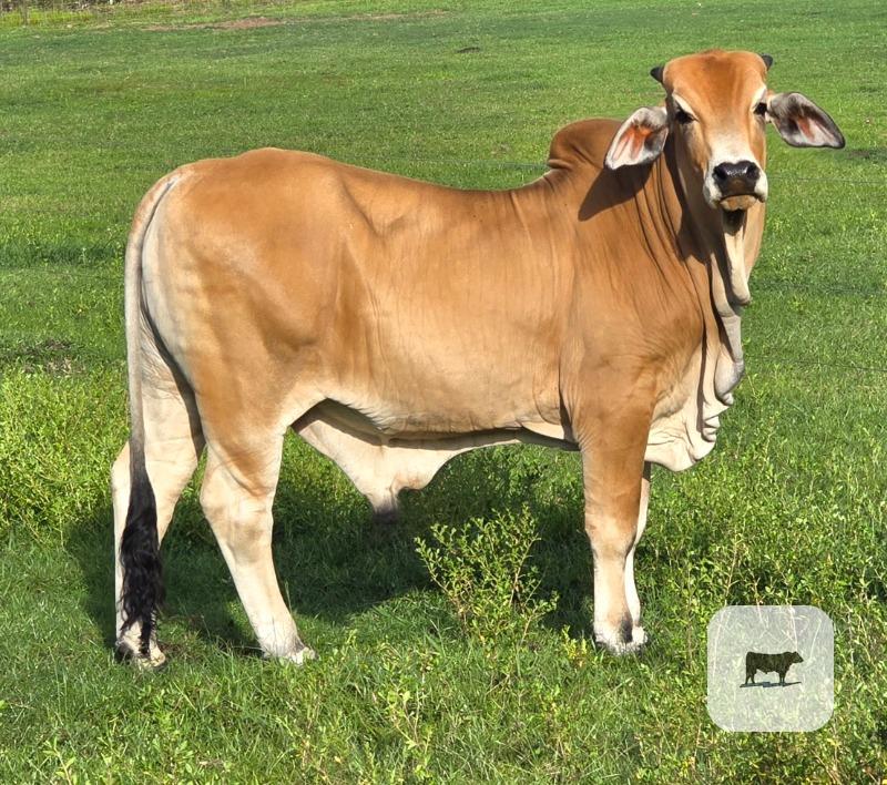 Cattle Range Listing Photo