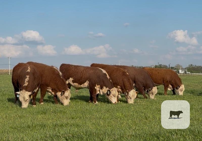 Cattle Range Listing Photo