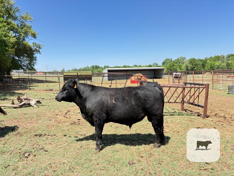 Cattle Range Listing Photo