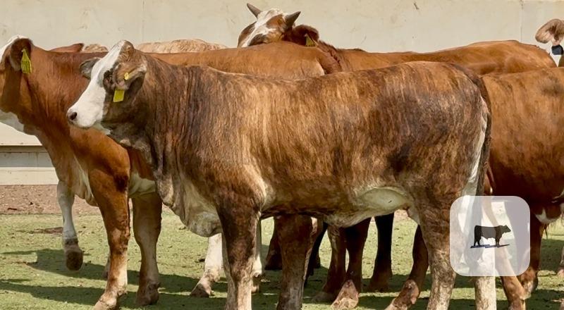 Cattle Range Listing Photo