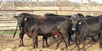 40 Angus Cross Bred Heifers... E. Central OK