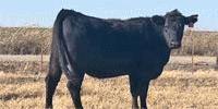 310 Angus Bred Heifers... N. Central OK