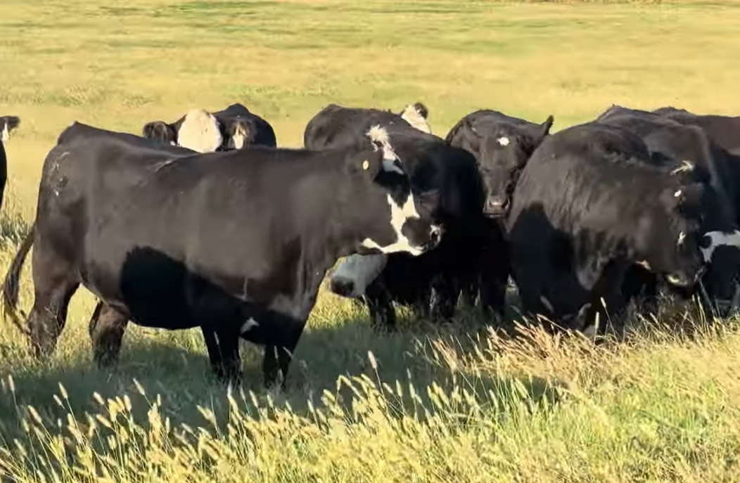 Cattle Range Listing Photo