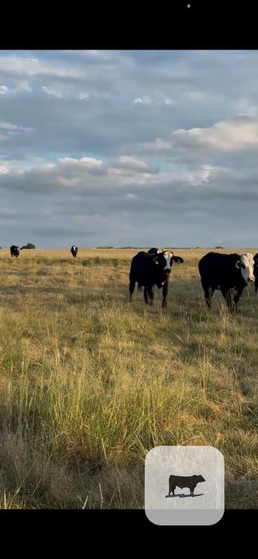 Cattle Range Listing Photo 2