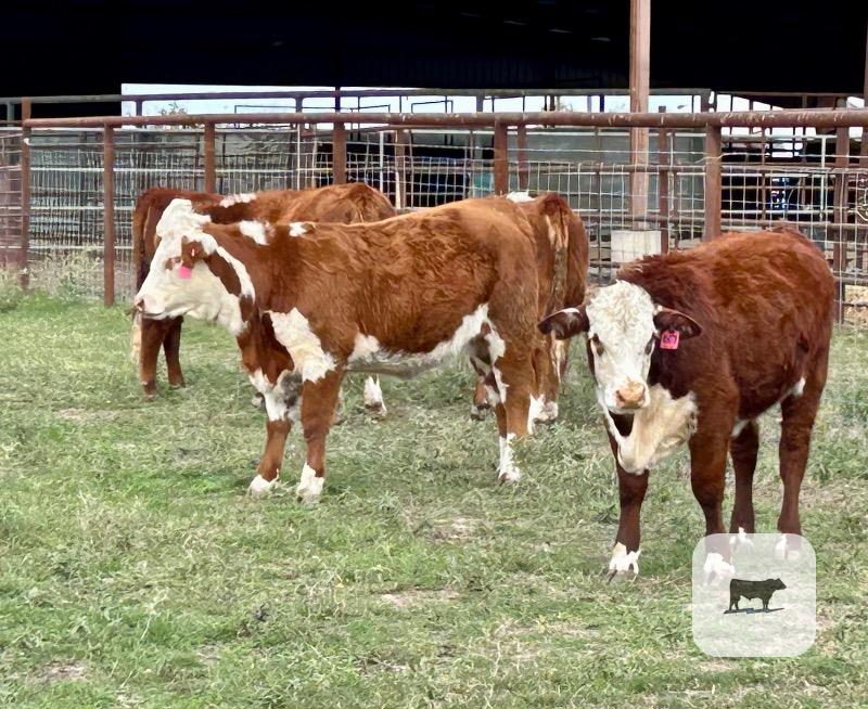 Cattle Range Listing Photo