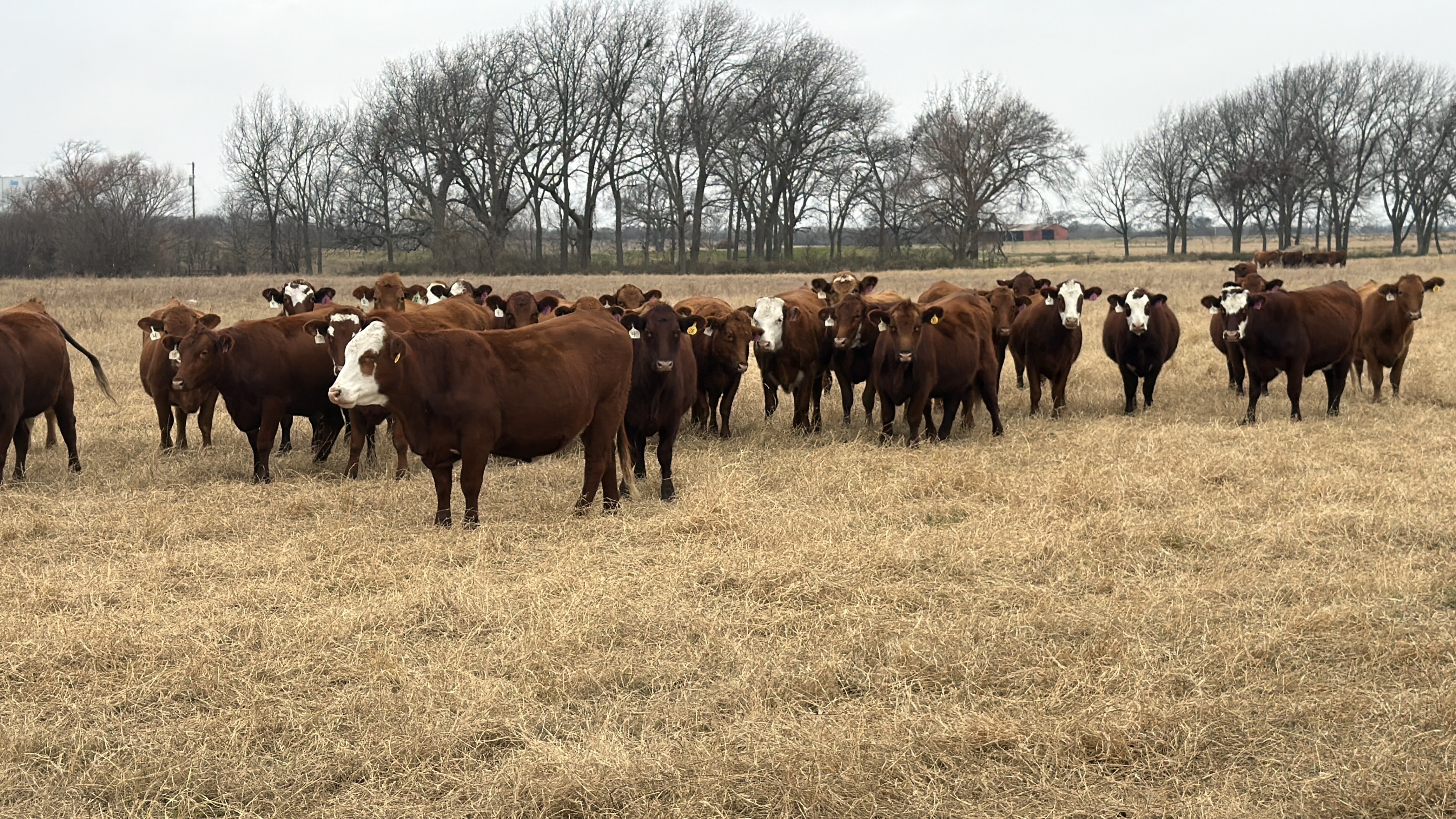 Cattle Range Listing Photo