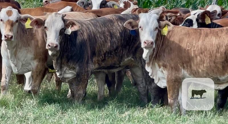 Cattle Range Listing Photo