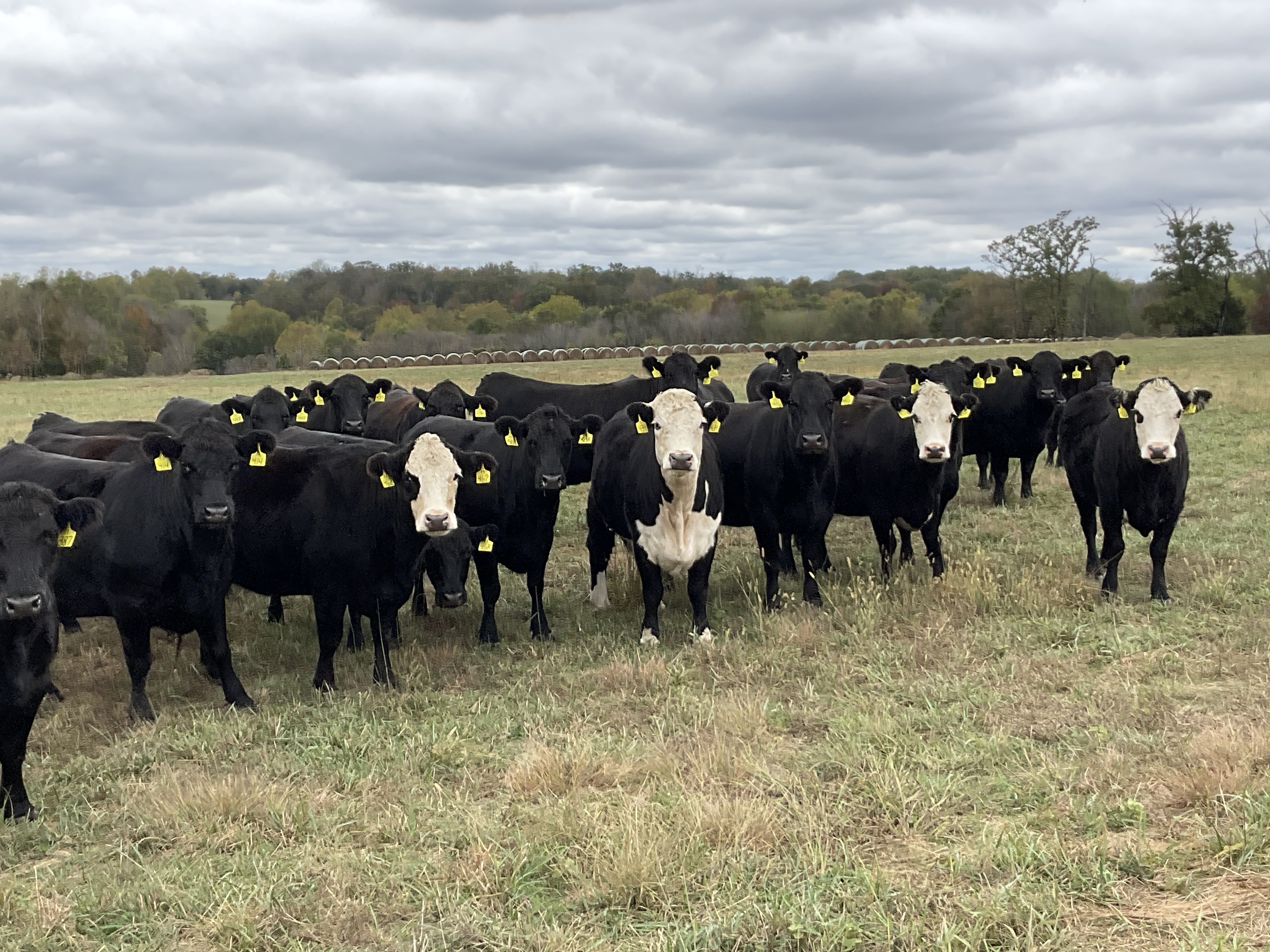 Cattle Range Listing Photo