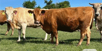 100 Beefmaster, Charolais Cross, Gert, Red Brangus & Crossbred Cows... Central TX