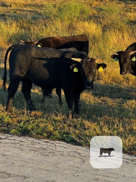 Cattle Range Listing Photo