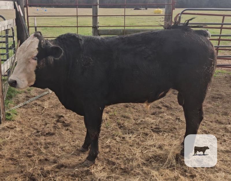 Cattle Range Listing Photo