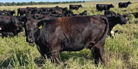 40 Angus & SimAngus Cross 2nd-Calf Cows... OK Panhandle
