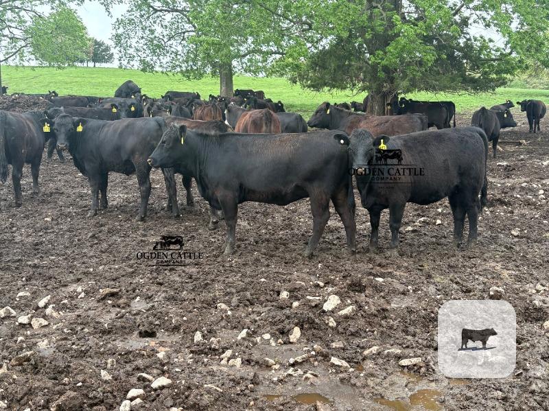 Cattle Range Listing Photo