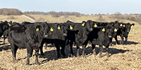 70 Angus & BWF Rep. Heifers... Southwest MO