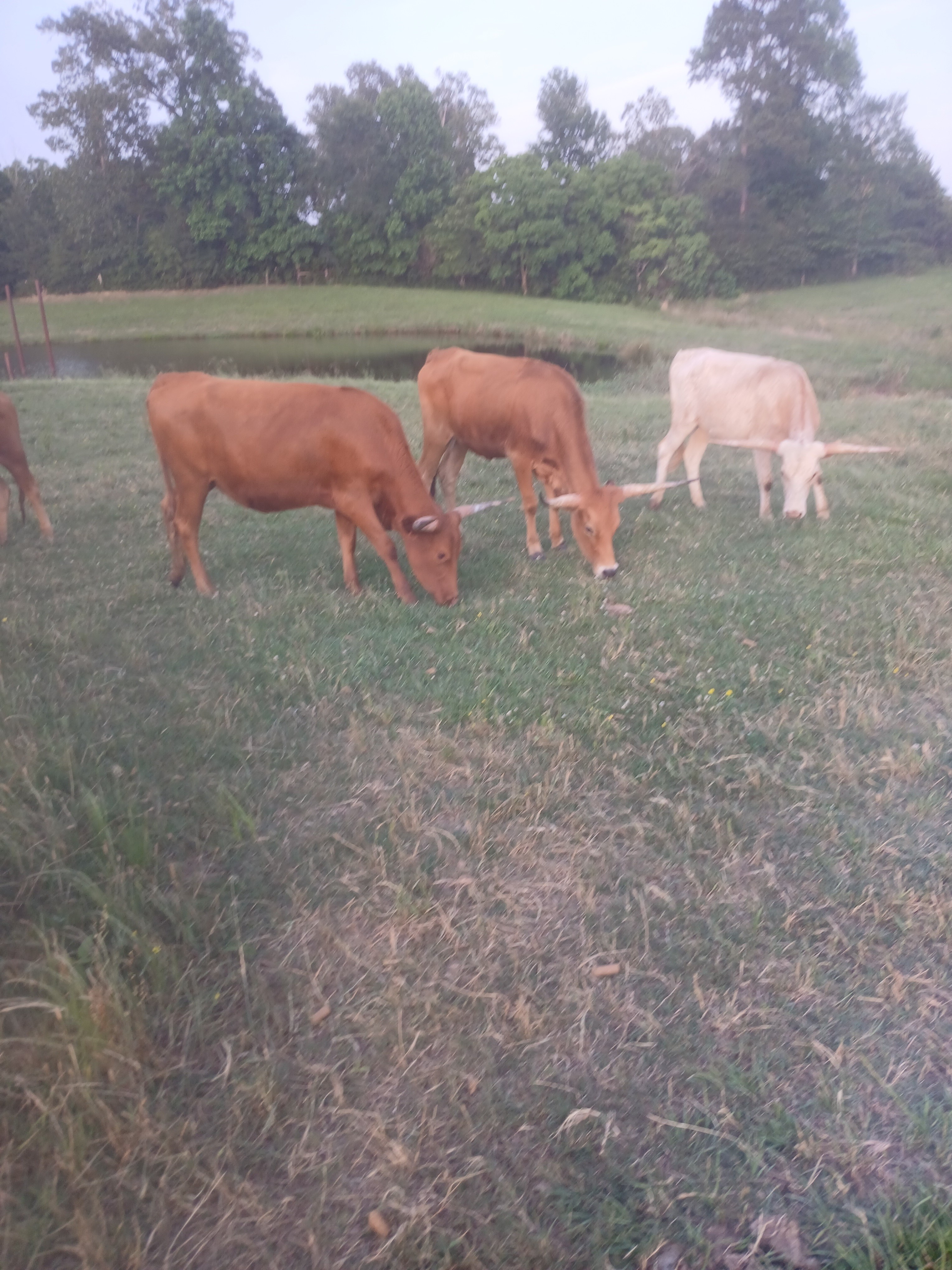 Cattle Range Listing Photo