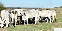 20 Brahman & Brahman Cross Cows... Central TX