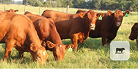 10 Red Angus Plus Rep. Heifers... Central TX