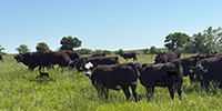 80 Angus & BWF Rep. Heifers... Southwest MO