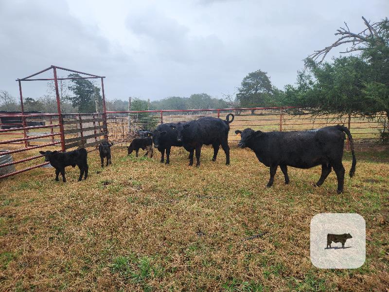 Cattle Range Listing Photo