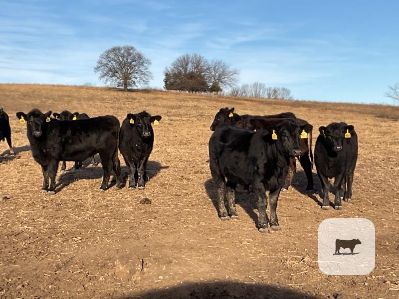 Cattle Range Listing Photo