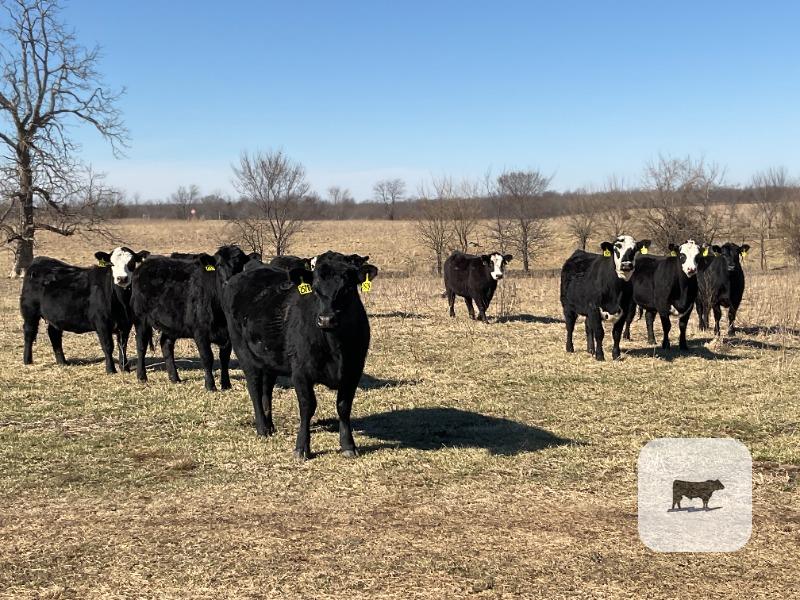 Cattle Range Listing Photo