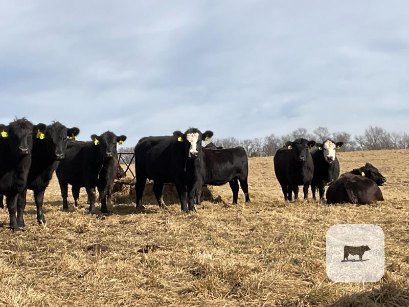 Cattle Range Listing Photo