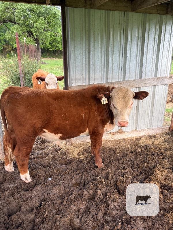 Cattle Range Listing Photo