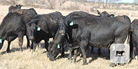 10 Angus Plus Bred Heifers w/ 1+ Calves... Central TX