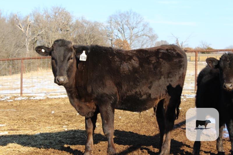 Cattle Range Listing Photo