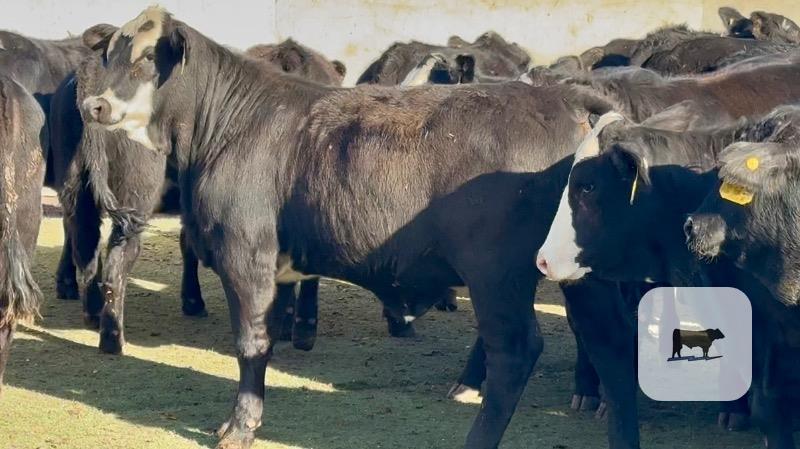 Cattle Range Listing Photo