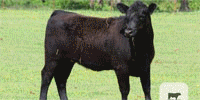 110 Angus & 'BWF' Bred Heifers... E. Central OK