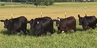 45 Brangus & BMF Rep. Heifers... Northeast TX