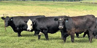 50 Angus & BWF Bred Heifers... Central OK
