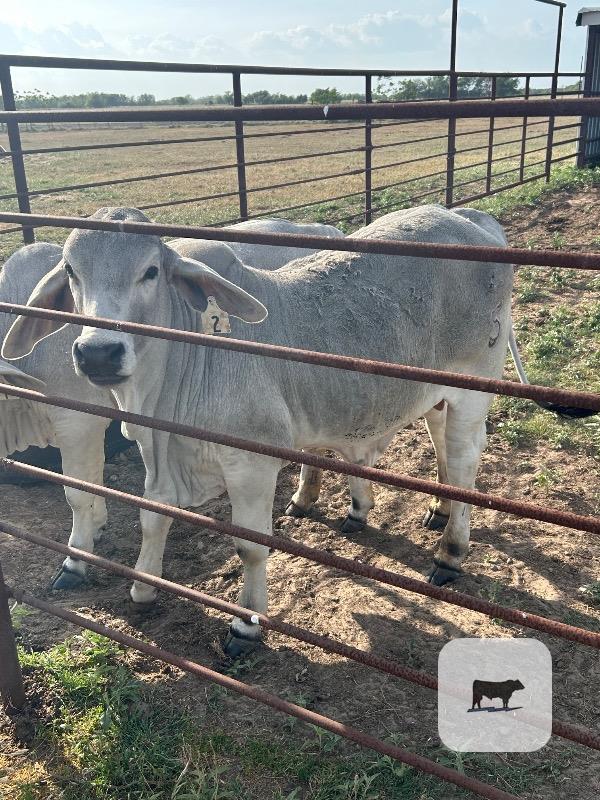 Cattle Range Listing Photo
