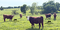 24 Red Angus, RWF, & Charolais Cross Rep. Heifers... Southwest MO