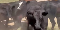 75 Angus, Red Angus & Charolais Cross Rep. Heifers... W. Central TX