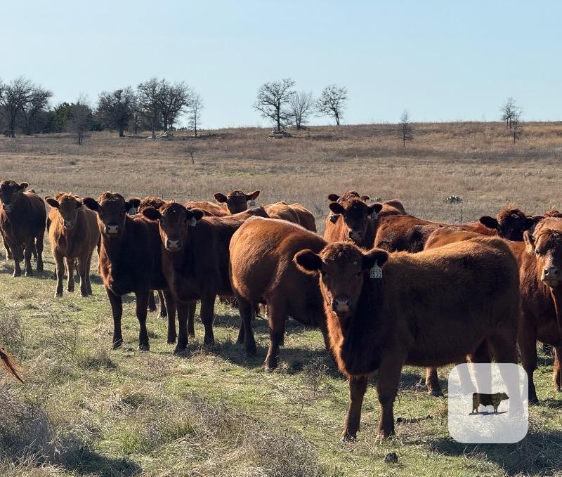 Cattle Range Listing Photo