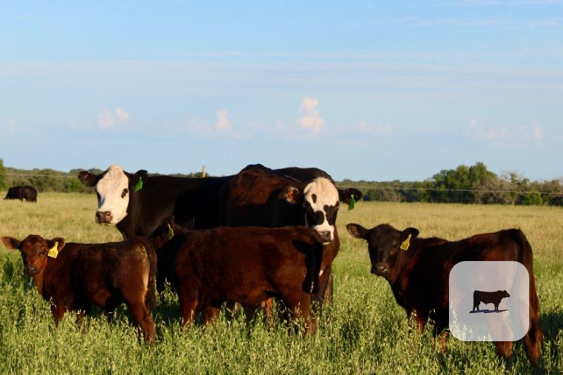 Cattle Range Listing Photo