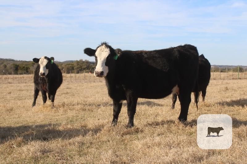 Cattle Range Listing Photo