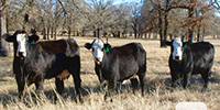 9 Angus/Hereford 'BWF' Cows... Central TX