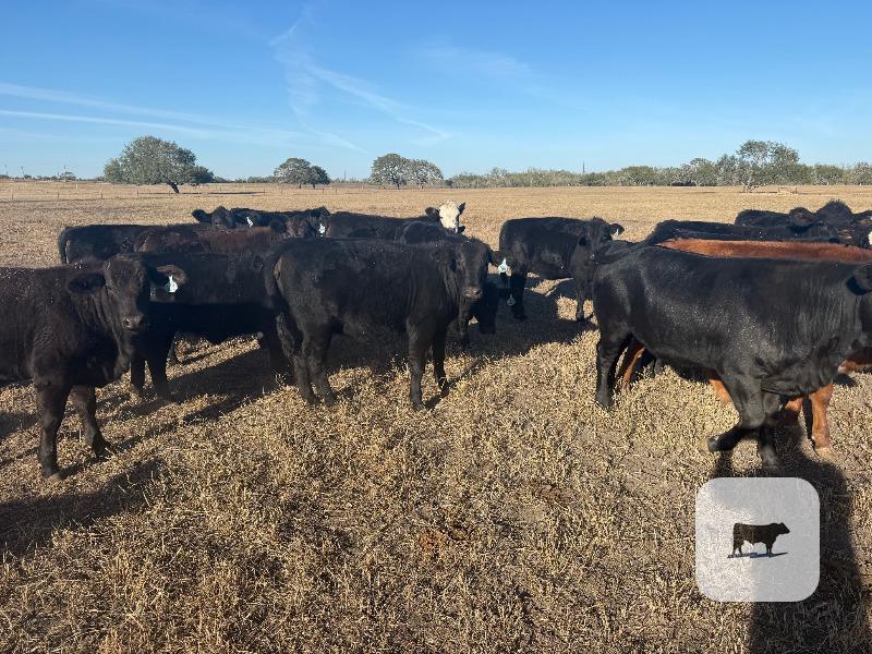 Cattle Range Listing Photo