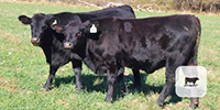 18 Angus Plus Replacement Heifers... Central TX